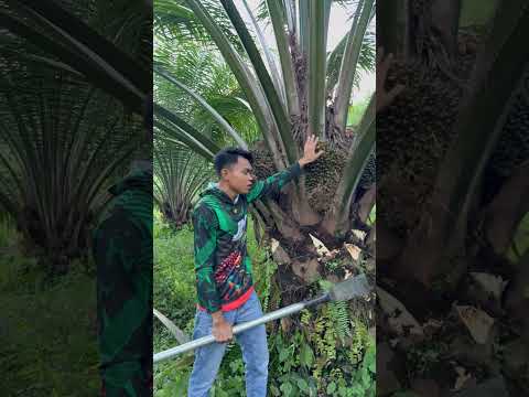 Di tempat kalian di terima kah sawit seperti ini di pabrik ?