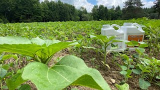 SOYBEANS FOR DEER! MASSIVE NUTRITION BOOST...