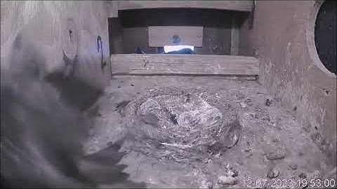 Gierzwaluw online in nestkast met camera