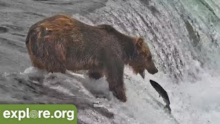 Amazing Salmon Catches! | Best of Bear Cam