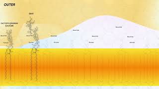 Biochem - 1.1 Water & Amphiphiles: Biological Con-Formations