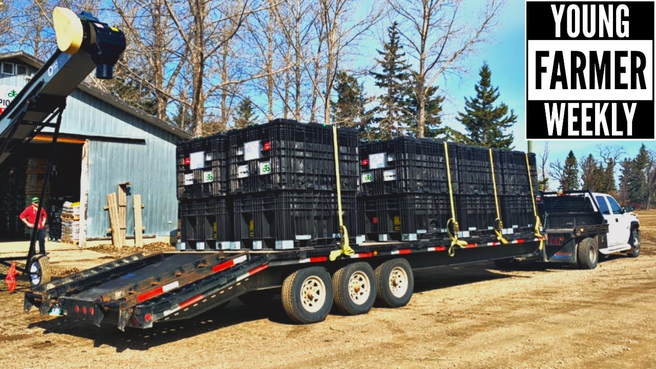 How To Get Lost Delivering Canola Seed