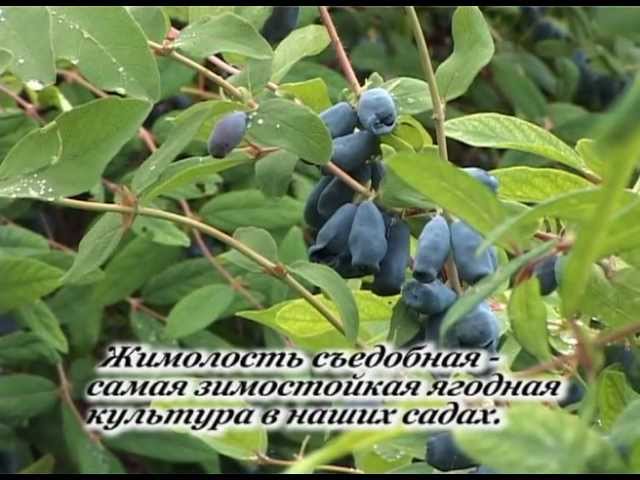 Жимолость съедобная. Часть_1