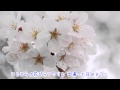 SAKURA ～あの日の記憶～