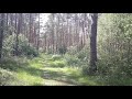 Waldstimmen/ Forest voices (part 2)