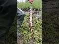 Щука, Олха 27.Авторские приманки Владимира Еделева. #олха#щука#микровращалка#рыбалка