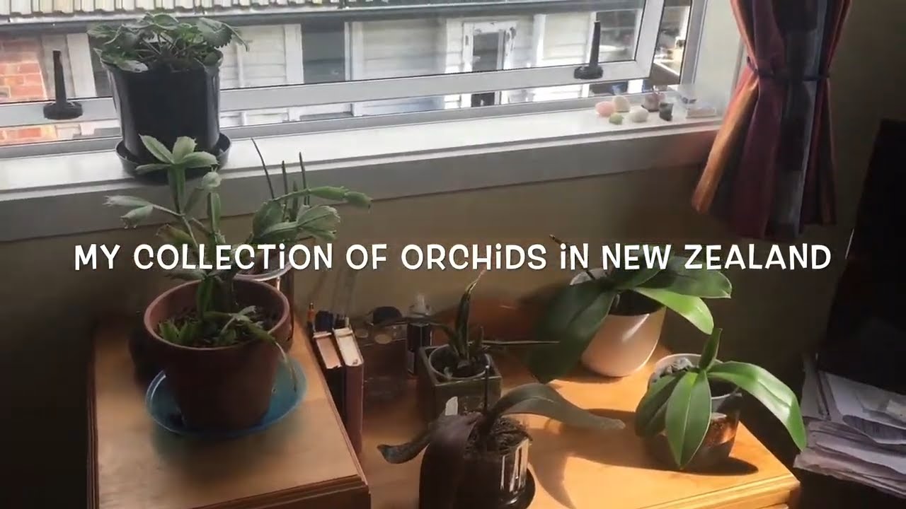 My Newest Orchid Collection in New Zealand YouTube