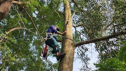 Cưa  cây  tràm  bông  vàng  với  cây  bạch  đàn  da  trơn  .Cưa  cây  kỷ thuật  cao