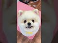 If you see this #dog #dogs #puppy #cute #cutedog #funnydog #dogshorts #petlover #shorts #pet #pets
