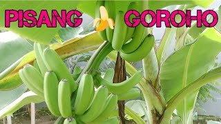 Budidaya Pisang Goroho Manado Tumbuh Pendek Buah Kecil #banana #pertanian #manado