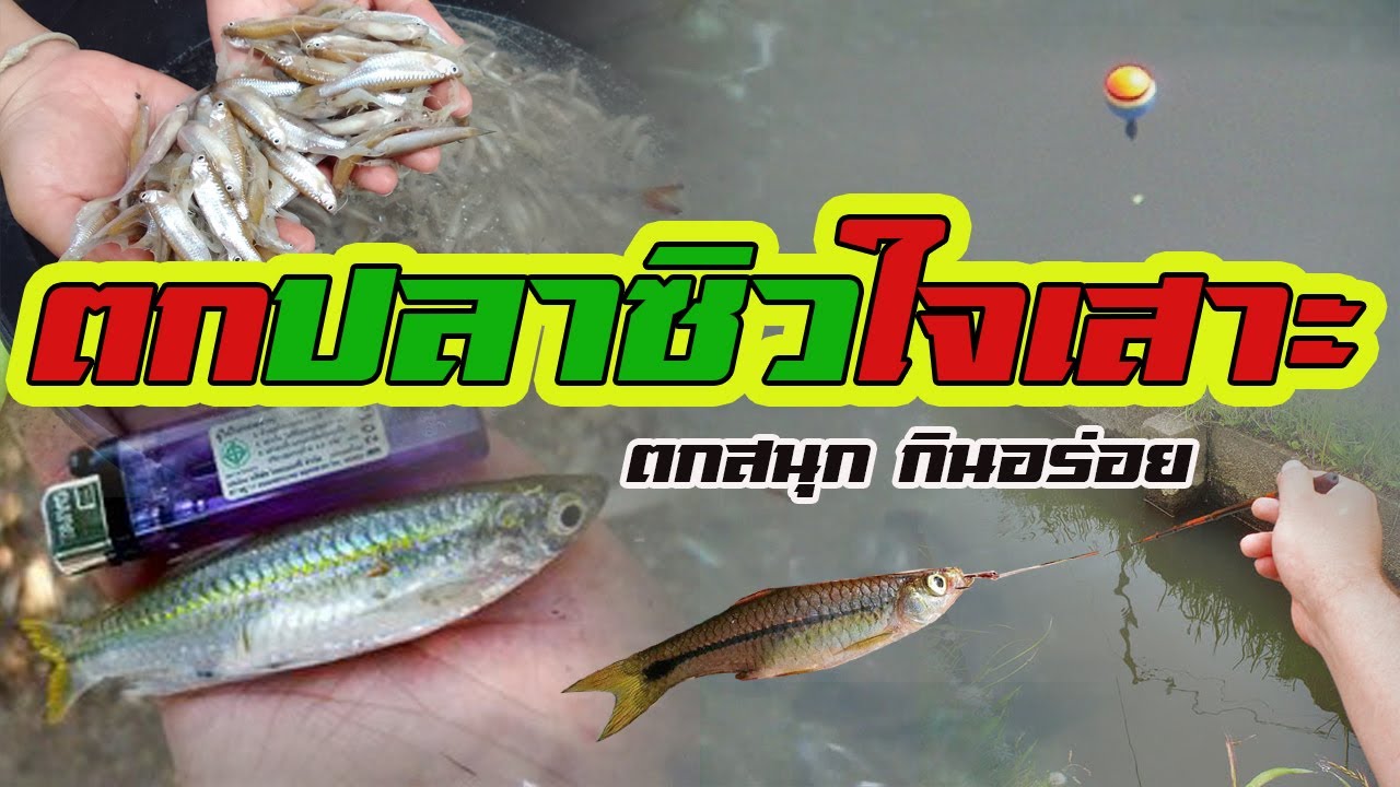 ตกปลาซิวใจเสาะ | ตกสนุก กินอร่อย |