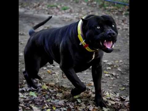 black pitbull with yellow eyes
