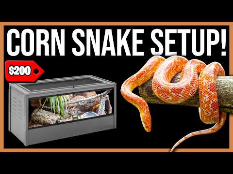 Corn Snake Setup for Beginners!