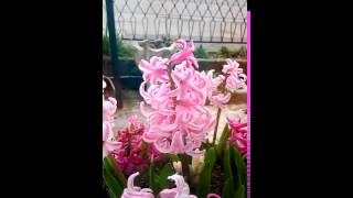 Famous koliberk Net Worth