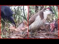 Dejected Mother Search's for Stolen Baby bird in Nest || Crow Attack | bulbul Bird Video | Bird Nest