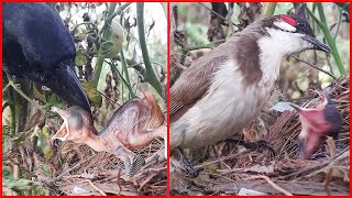 Dejected Mother Search's for Stolen Baby bird in Nest || Crow Attack | bulbul Bird Video | Bird Nest