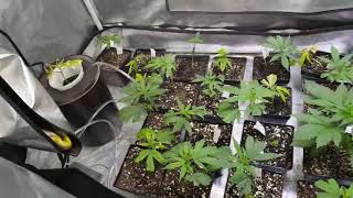 Update on 450 watt led grow tent.