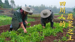 Chef Wang shares: 'Sichuan Countryside Breakfast', freshly picked snow peas tips from the field