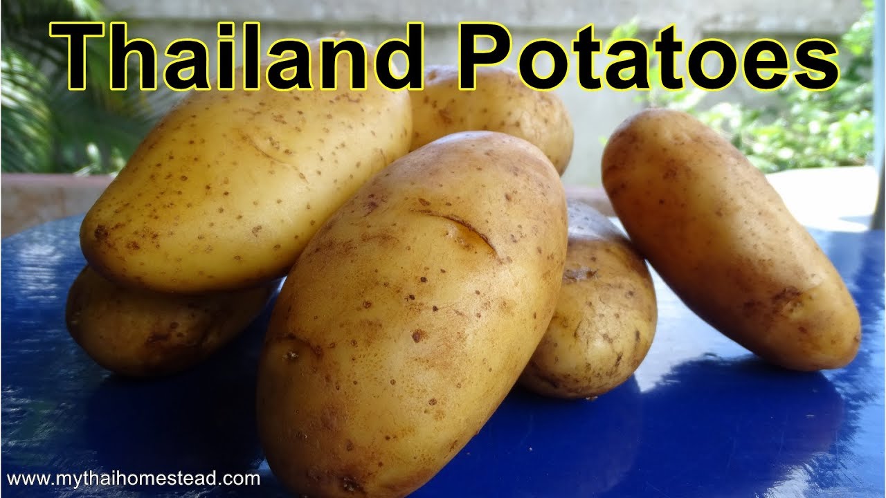 Growing potatoes in Thailand, Potato growing experiment, Start to finish. YouTube