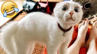 Funniest Animal Videos😂 - Funny Cats😹 and Crazy Dogs🐶 Videos 2023! by Fluffy Life 51,555 views 11 months ago 19 minutes