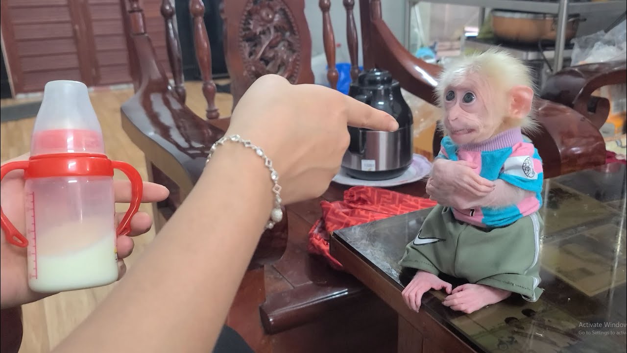Baby Monkey David getting angry with Mom looks so cute