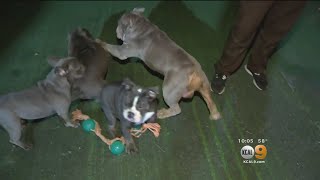 Dozens Of Dogs Living In Squalor Rescued From Puppy Mill