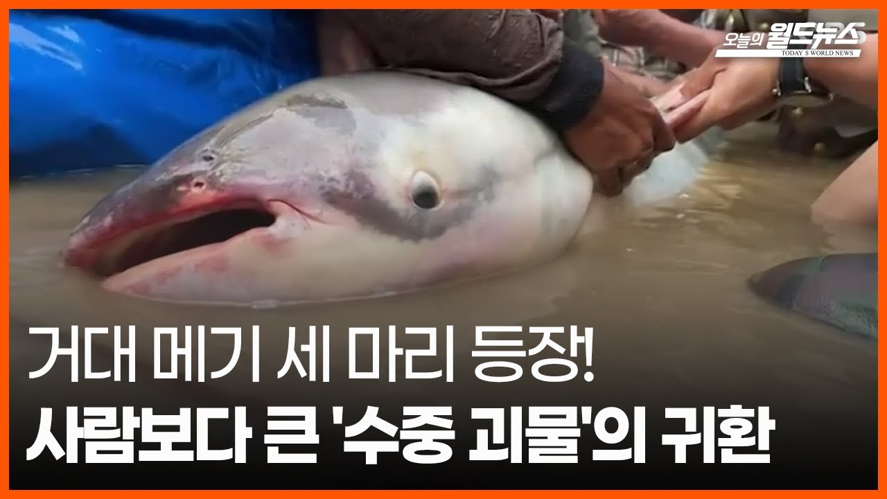 메콩 메기 메기 음식 : 검색결과 게티이미지코리아