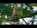 Crested Goshawk in 4k. GH5s