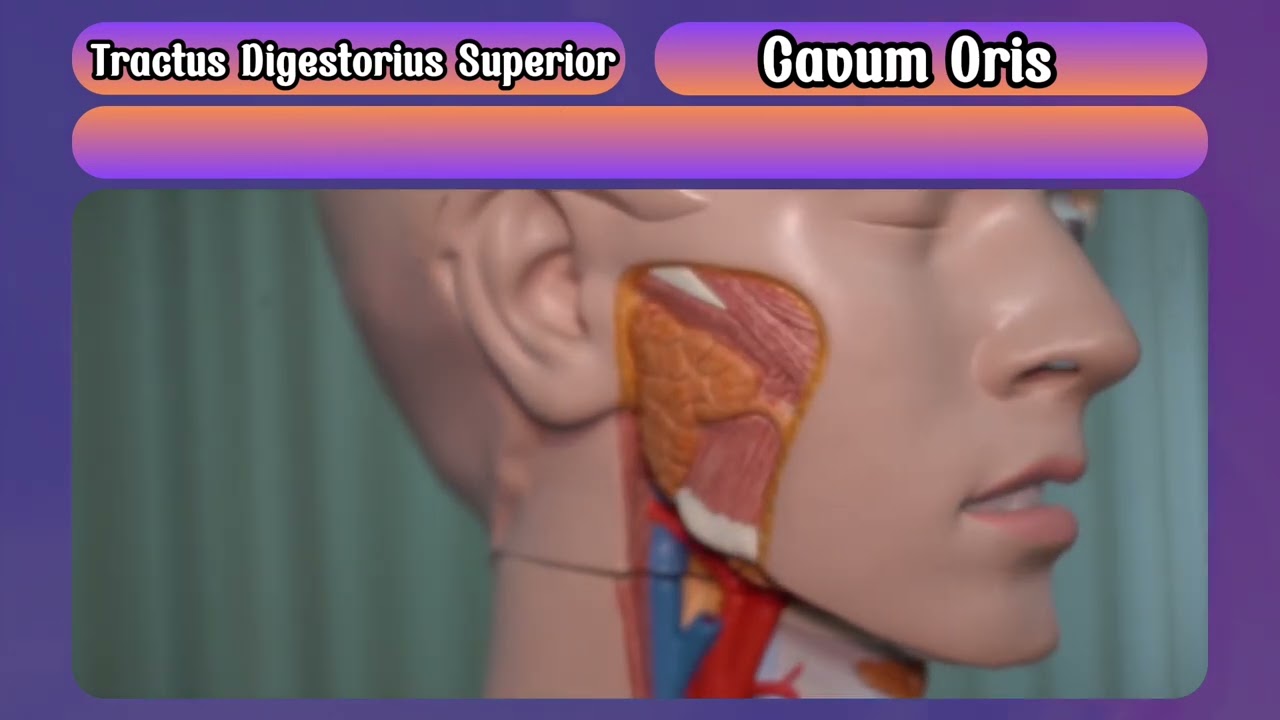 Tractus Digestorium Superior