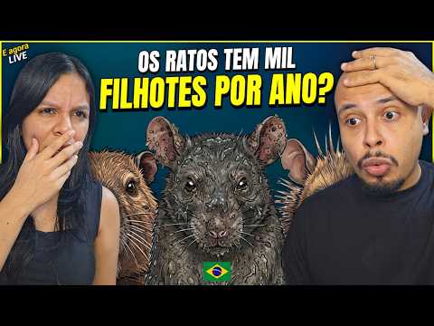 QUE AGONIA! Cada Tipo de Rato do Brasil Explicado em 11 Minutos