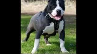 Dadaloglu Vs Kaman Gangsta