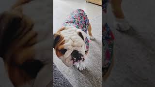 Surely Pablo will be gentle like normal dogs  wait till you see the sass at the end! #bulldogpabs