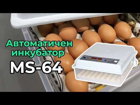 Видео: Автоматичен инкубатор: съвети за избор. Автоматични инкубатори за яйца: прегледи, цени