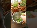朝のミントティー │ A Fresh Morning with Mint Tea 🌿 #slowliving #slowmorning #暮らしのvlog #おうちカフェ