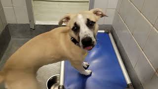 acs A691226