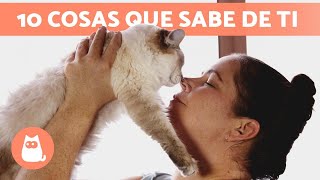 10 COSAS que tu GATO SABE de TI ❤ ¡Descúbrelas!