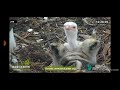 Albino osprey chick, Basque Country