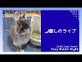 【癒しライブ】うさぎのウルフねむねむ定点 🌙 まったり夜時間|Cozy Rabbit Night (No Talk)