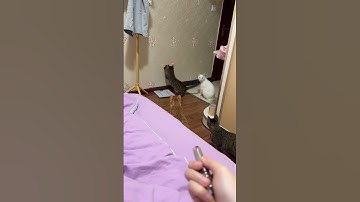 Cat turns off lights using laser pointer in Chongqing