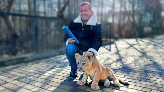 Олег Зубков выгуливает ЛЬВЕНКА! АСАДА НА ПРОГУЛКЕ знакомится с тиграми и ягуарами!