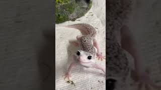 Why is this gecko always so comical and cartoonish 😭 💖 Enzo