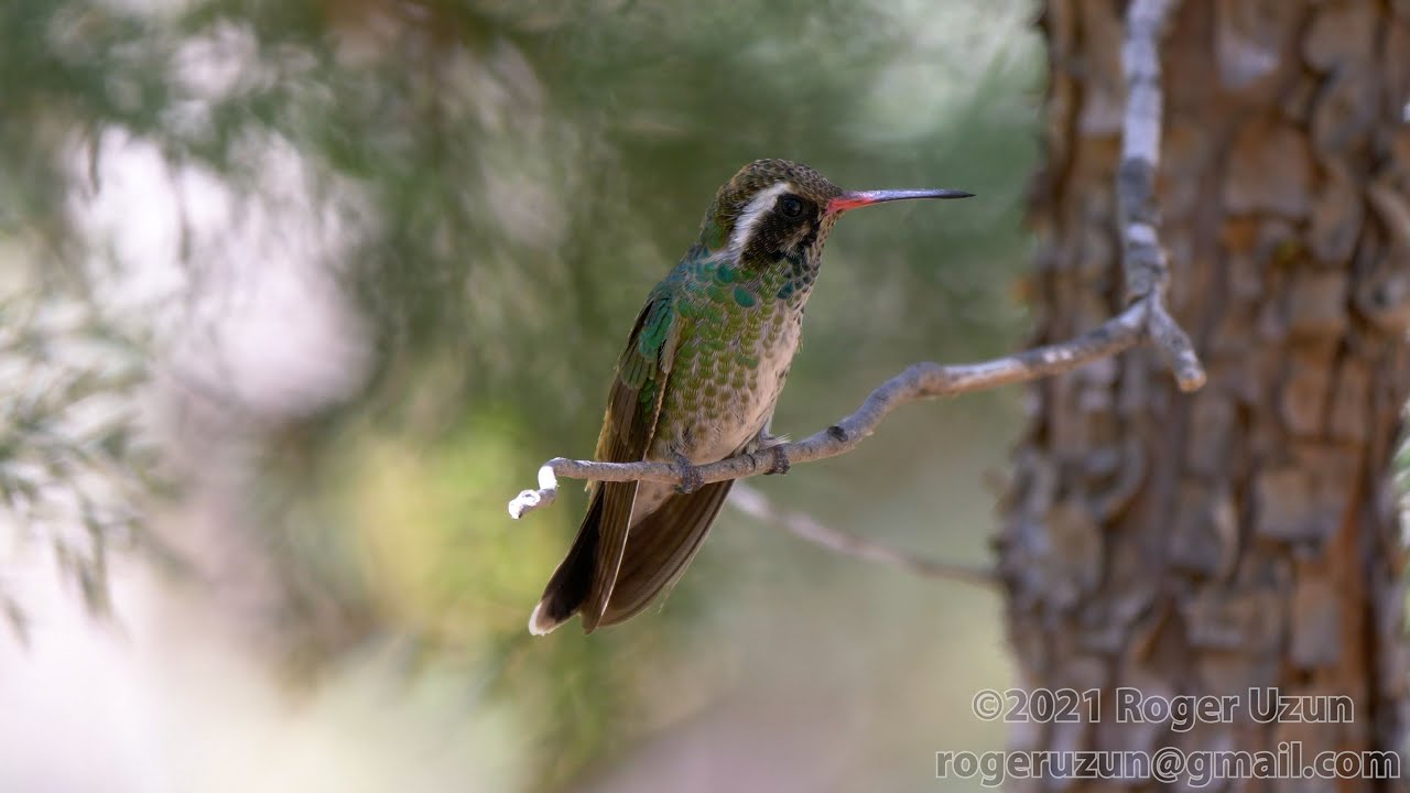 HDObservations : White-Eared Hummingbird (4K UHD)