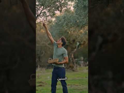 أسرار زيت الزيتون كم عدد الزيتون في لتر واحد