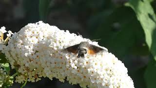 Hummingbird Hawk Moth on White Buddleia