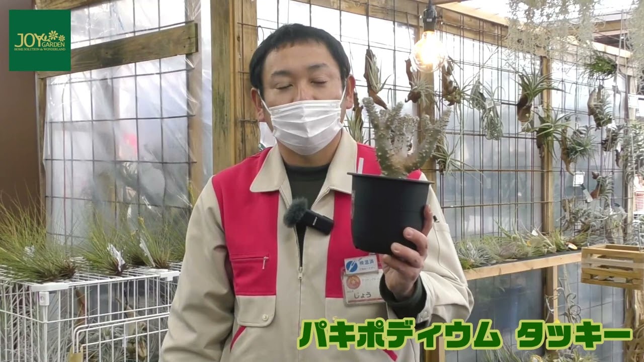 14パキポディウムタッキー - YouTube