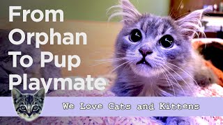 After Losing Two Pets, She Found Unexpected Love In This Orphan Kitten by Cats and Kittens 1,000 views 1 month ago 2 minutes, 37 seconds