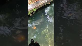 Viral Sebuah Motor Masuk Dan Terendam Di Saluran Irigasi Saat Kondisi Jalanan Sedang Ramai