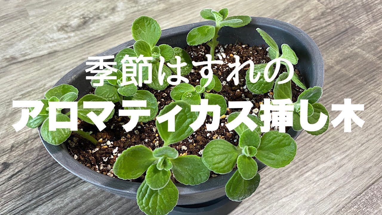 季節はずれのアロマティカス挿し木／9月〜11月の成長／寒くなったので家の中で育てています。