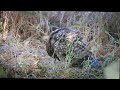 Are We Ignoring Coyote Warning Signs The Dangerous Impact of AI on Wildlife Management