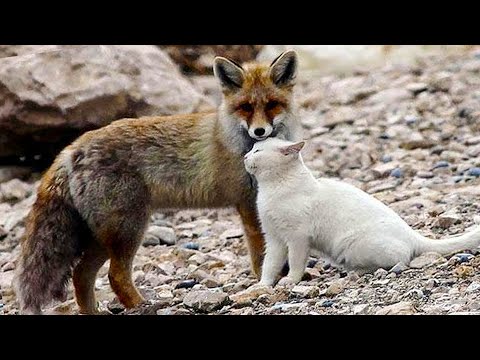 Ванская кошка и лиса из Турции  История удивительной дружбы